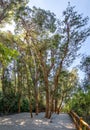 Arrayanes Trees with orange trunk at Arrayanes National Park - Villa La Angostura, Patagonia, Argentina Royalty Free Stock Photo