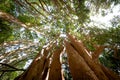 Arrayanes Trees with orange trunk at Arrayanes National Park - Villa La Angostura, Patagonia, Argentina Royalty Free Stock Photo