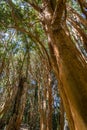 Arrayanes Trees with orange trunk at Arrayanes National Park - Villa La Angostura, Patagonia, Argentina Royalty Free Stock Photo