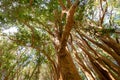 Arrayanes Trees with orange trunk at Arrayanes National Park - Villa La Angostura, Patagonia, Argentina Royalty Free Stock Photo