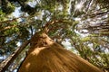 Arrayanes Trees with orange trunk at Arrayanes National Park - Villa La Angostura, Patagonia, Argentina Royalty Free Stock Photo