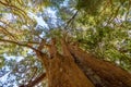 Arrayanes Trees with orange trunk at Arrayanes National Park - Villa La Angostura, Patagonia, Argentina Royalty Free Stock Photo