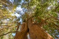 Arrayanes Trees with orange trunk at Arrayanes National Park - Villa La Angostura, Patagonia, Argentina Royalty Free Stock Photo