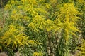 Arrays of yellow flowers of Solidago canadensis