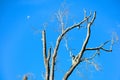 Arrid dead tree in front of moon in a blue sky
