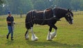 Shire Horse Walking with Female Handler in Contryside.