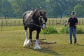 Shire Horse Walking with Female Handler in Contryside.