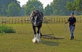 Shire Horse Walking with Female Handler in Contryside.