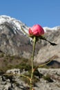 The arrival of the beautiful season - a wild blossom rose, with mountains peaks covered with snow in the background, weather-seaso