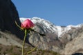 The arrival of the beautiful season - a wild blossom rose, with mountains peaks covered with snow in the background, weather-seaso