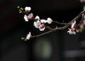 Charming white apricot flowers on the branches. Royalty Free Stock Photo