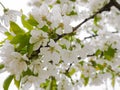 Beautiful white flowers in the tree in Spring Royalty Free Stock Photo