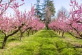 The arrival of spring in the blossoming of peach trees treated w Royalty Free Stock Photo