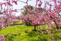 The arrival of spring in the blossoming of peach trees treated w Royalty Free Stock Photo