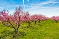The arrival of spring in the blossoming of peach trees treated w Royalty Free Stock Photo