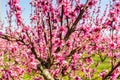 The arrival of spring in the blossoming of peach trees treated w Royalty Free Stock Photo