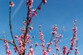 The arrival of spring in the blossoming of peach trees treated w Royalty Free Stock Photo