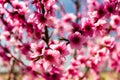 The arrival of spring in the blossoming of peach trees treated w Royalty Free Stock Photo