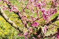 The arrival of spring in the blossoming of peach trees treated w Royalty Free Stock Photo