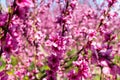 The arrival of spring in the blossoming of peach trees treated w Royalty Free Stock Photo