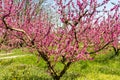 The arrival of spring in the blossoming of peach trees treated w Royalty Free Stock Photo