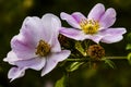 Flower of rockrose Close nature