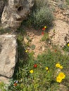 The arrival of spring in the mountains. Spring red, yellow, blue flowers. A riot of colors.