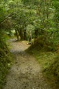 Arrival To The Figure Of Busgosu Master And Lord Of The Forest On The Route Of The Encantau Camin In The Council Of Llanes. Nature Royalty Free Stock Photo