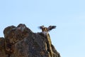 Arriving griffon vulture on the rocks of Salto del Gitano, Spain Royalty Free Stock Photo