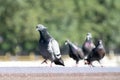 Arrogant Pigeon bird walking on a fountain edge And the others look after him