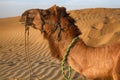 Arrogant proud camel dromader on the background of dunes Royalty Free Stock Photo