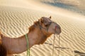 Arrogant proud camel dromader on the background of dunes Royalty Free Stock Photo