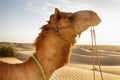 Arrogant proud camel dromader on the background of dunes Royalty Free Stock Photo