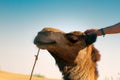 Arrogant proud camel dromader on the background of dunes Royalty Free Stock Photo