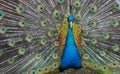 The arrogant royal peacock Royalty Free Stock Photo