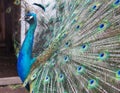 The arrogant royal peacock