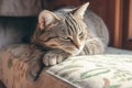 Arrogant tabby cat relaxes at home, a funny portrait