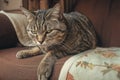 Arrogant tabby cat relaxes at home, a funny portrait