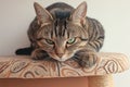 Arrogant tabby cat relaxes at home, a funny portrait