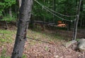 Arrow cluster in Adirondack striped maple
