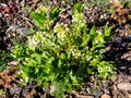 Arrow cress Lepidium draba blooms in spring