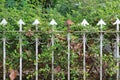 Arrow fence with ivy tree and dried leaves background Royalty Free Stock Photo