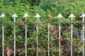 Arrow fence with ivy tree and dried leaves background