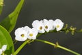 Arrow head ame son flower with bee Royalty Free Stock Photo