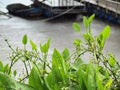 The Arrow Head AmeSon or The Amazon Sword Plant on the banks of the river and harbor on a rainy day. Royalty Free Stock Photo