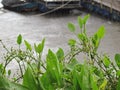 The Arrow Head AmeSon or The Amazon Sword Plant on the banks of the river and harbor on a rainy day. Royalty Free Stock Photo