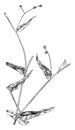 Arrow-Leaved and Halberd-Leaved Tearthumbs vintage illustration