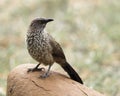 Arrow-marked Babbler