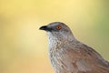 Arrow-marked babbler