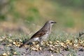 Arrow-marked babbler